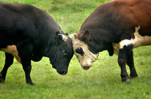 bulls 1